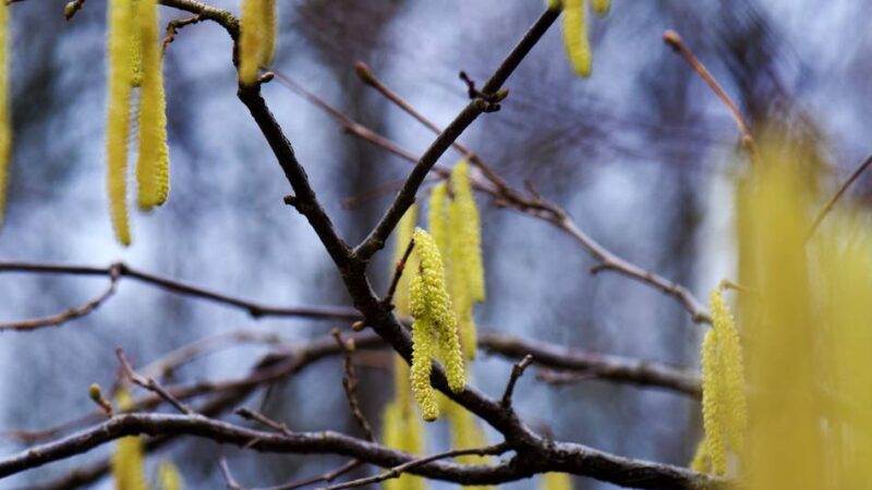 Haselflug auch in Dormagen schon voll im Gange: „Es gibt eigentlich keine Allergiepause mehr“