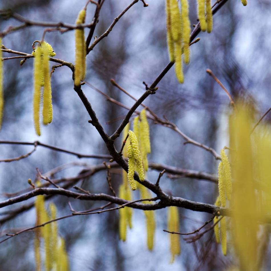 Haselflug auch in Dormagen schon voll im Gange: „Es gibt eigentlich keine Allergiepause mehr“