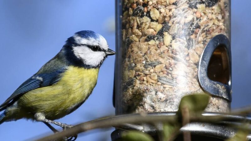 Aktion in Jüchen: Nabu lädt zu „Stunde der Wintervögel“