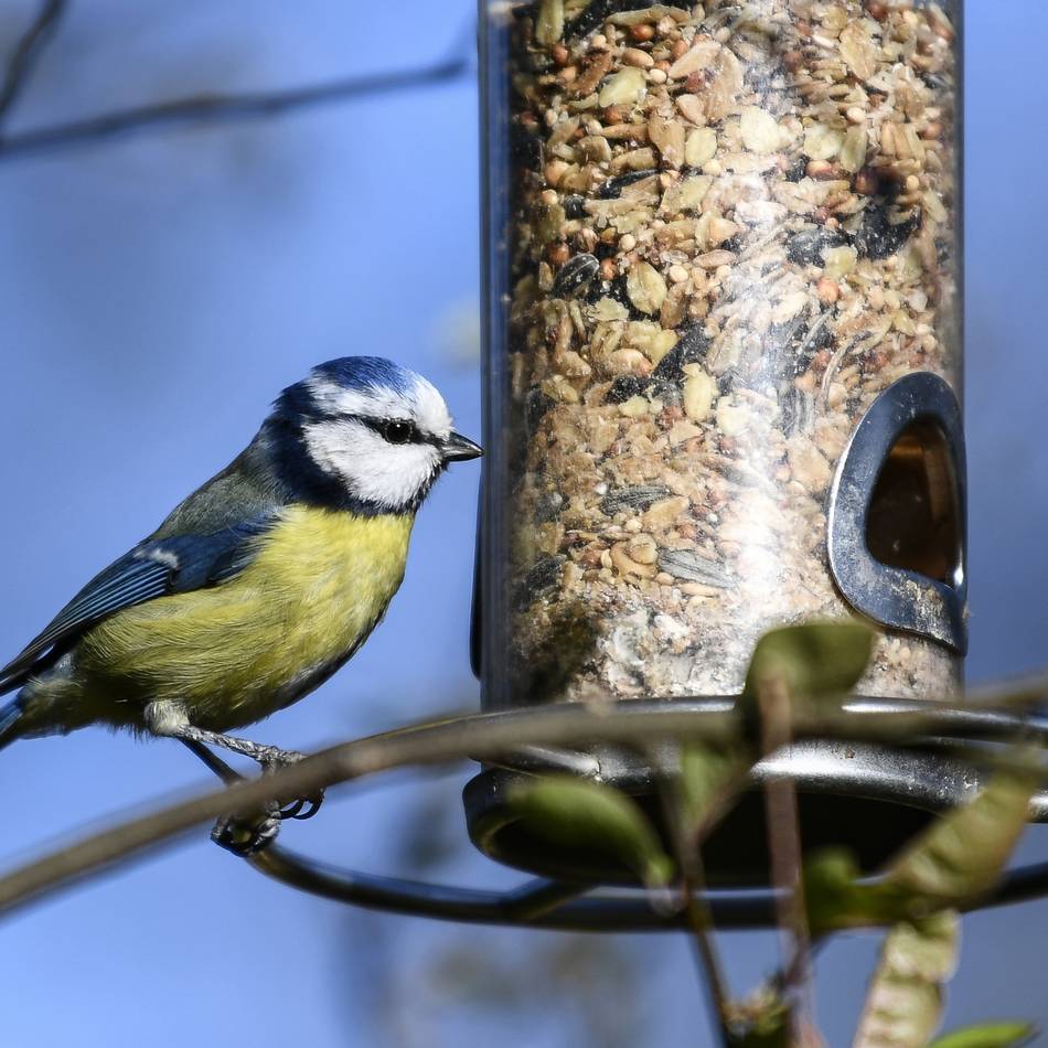 Aktion in Jüchen: Nabu lädt zu „Stunde der Wintervögel“
