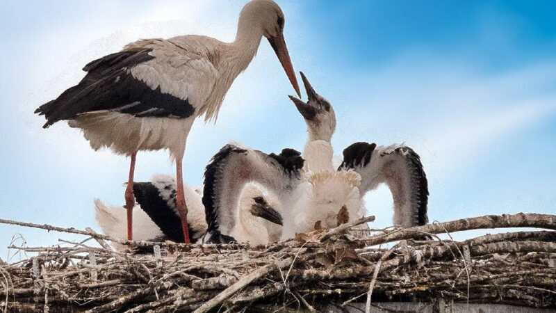 Naturschutzgebiet in Düsseldorf: „In der Urdenbacher Kämpe werden wahrscheinlich wieder Störche brüten“