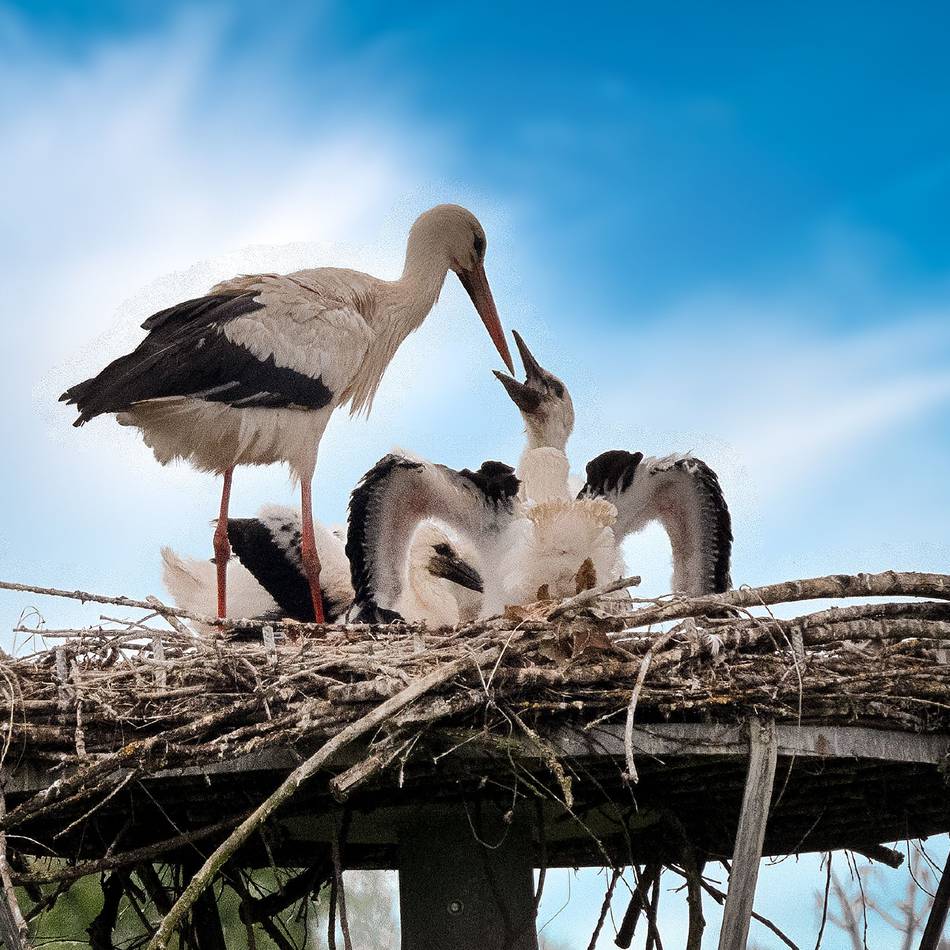Naturschutzgebiet in Düsseldorf: „In der Urdenbacher Kämpe werden wahrscheinlich wieder Störche brüten“