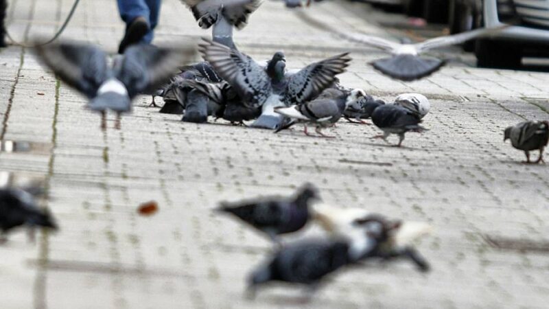 Grüne fordern Stadt zur Übernahme von Futterkosten auf: Das Tauben-Konzept wackelt