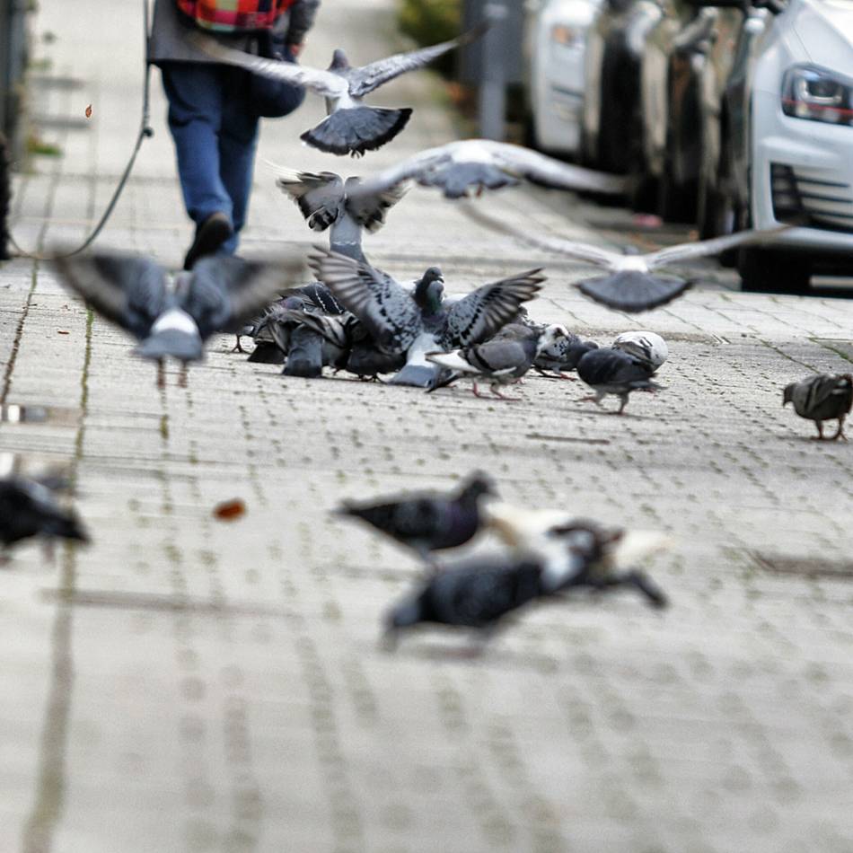 Grüne fordern Stadt zur Übernahme von Futterkosten auf: Das Tauben-Konzept wackelt