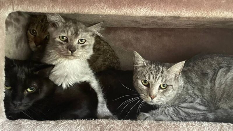 132 Tiere in Neuss sichergestellt: Bußgeld-Verfahren gegen Katzenhaus-Besitzer