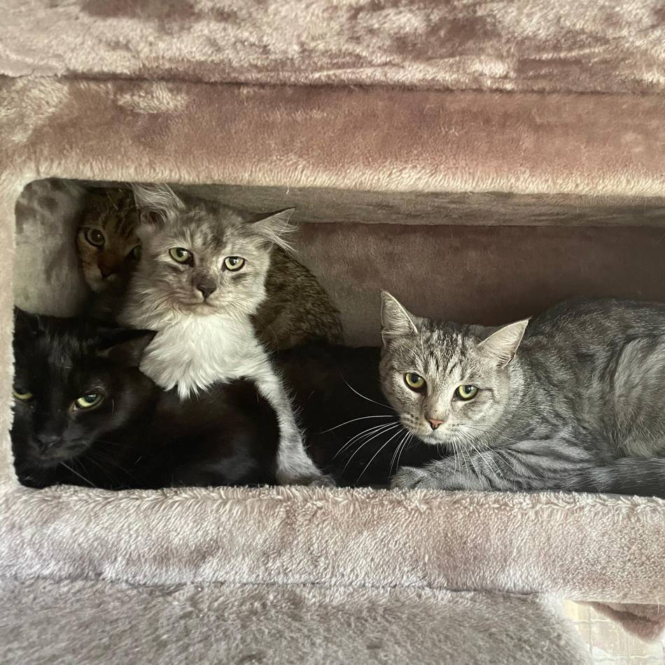 132 Tiere in Neuss sichergestellt: Bußgeld-Verfahren gegen Katzenhaus-Besitzer