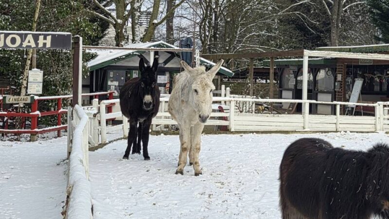 In der Arche Noah und in der Wildnis: So kommen die Tiere in Meerbusch durch den Winter