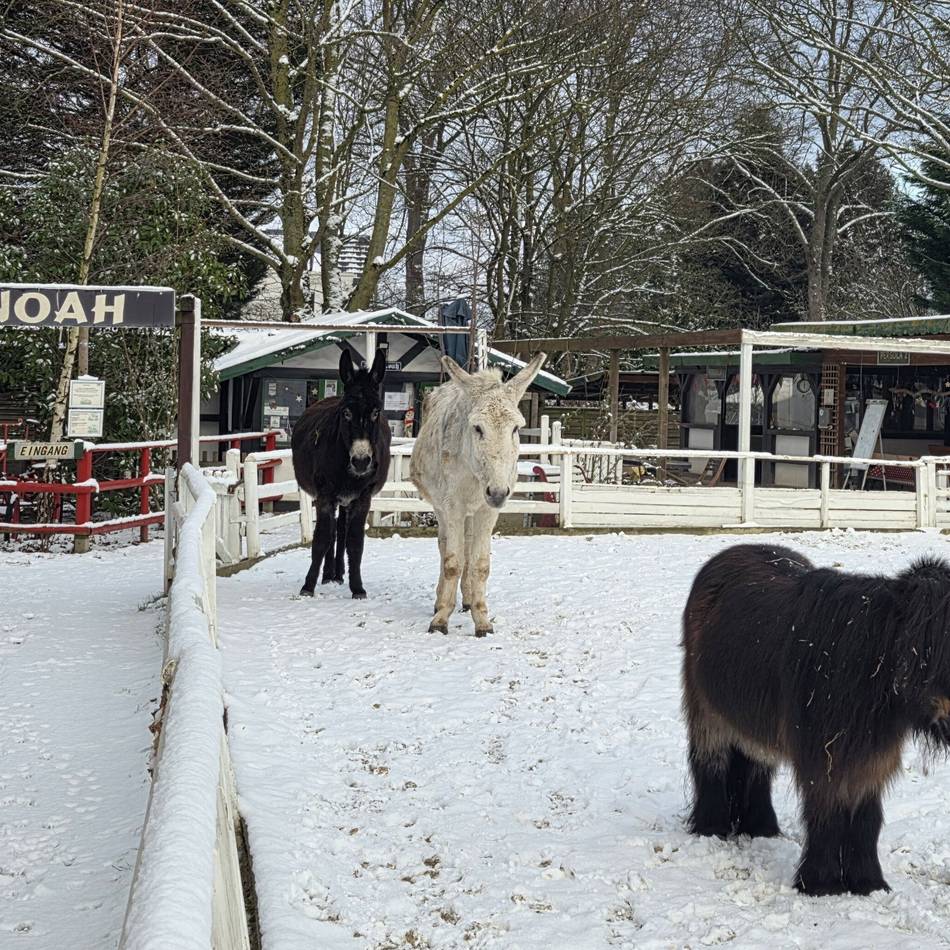 In der Arche Noah und in der Wildnis: So kommen die Tiere in Meerbusch durch den Winter