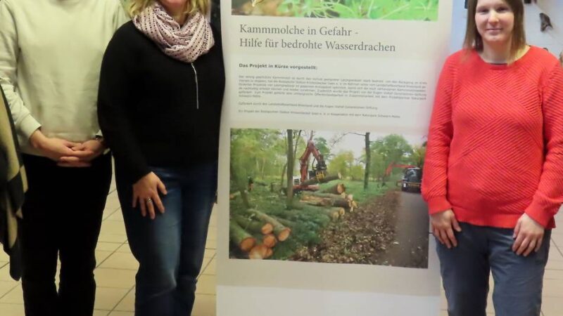 Biologische Station in Nettetal: Bedrohte Wasserdrachen – Ausstellung informiert über Kammmolche