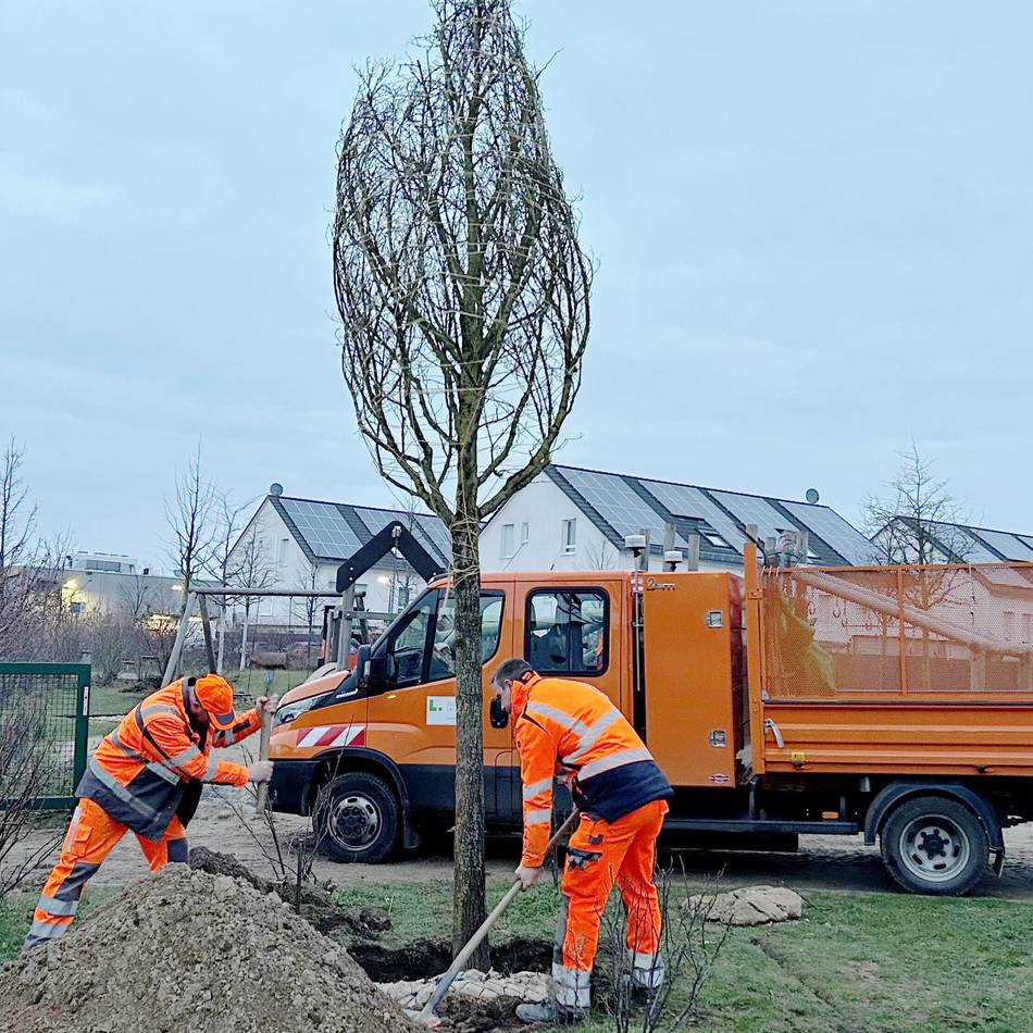 Klimafolgenanpassung in Langenfeld: Stadt pflanzt Schattenbäume an vier Spielplätzen