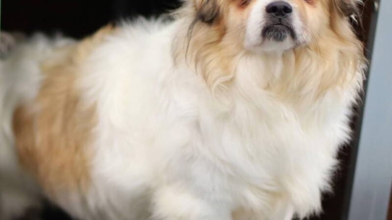 Tier der Woche in Wermelskirchen: Der kleine Lucky sucht noch sein Glück