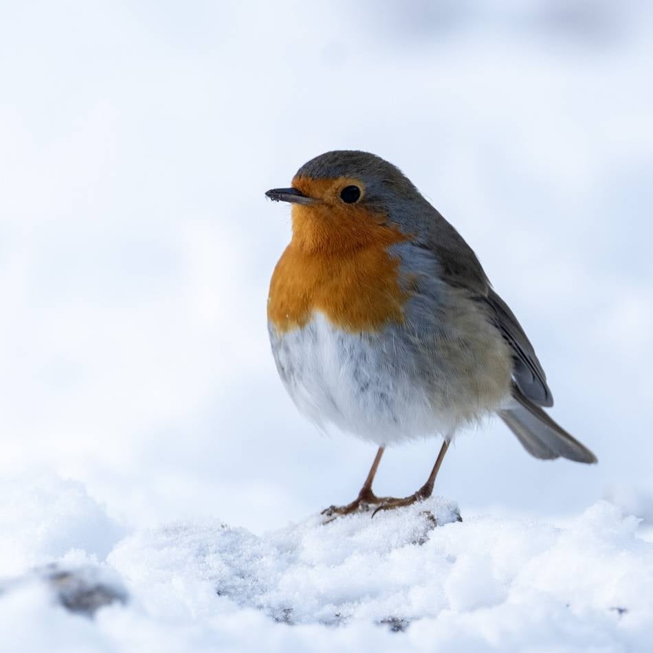 „Stunde der Wintervögel“ in Mönchengladbach: Nabu ruft wieder zur großen Vogelzählung auf