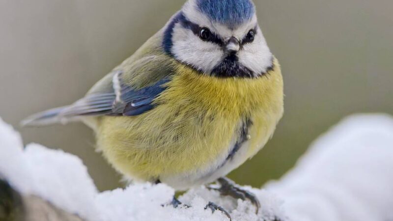 „Eiszeit“ in Leverkusen: So helfen Sie heimischen Vögeln im Garten bei der Futtersuche