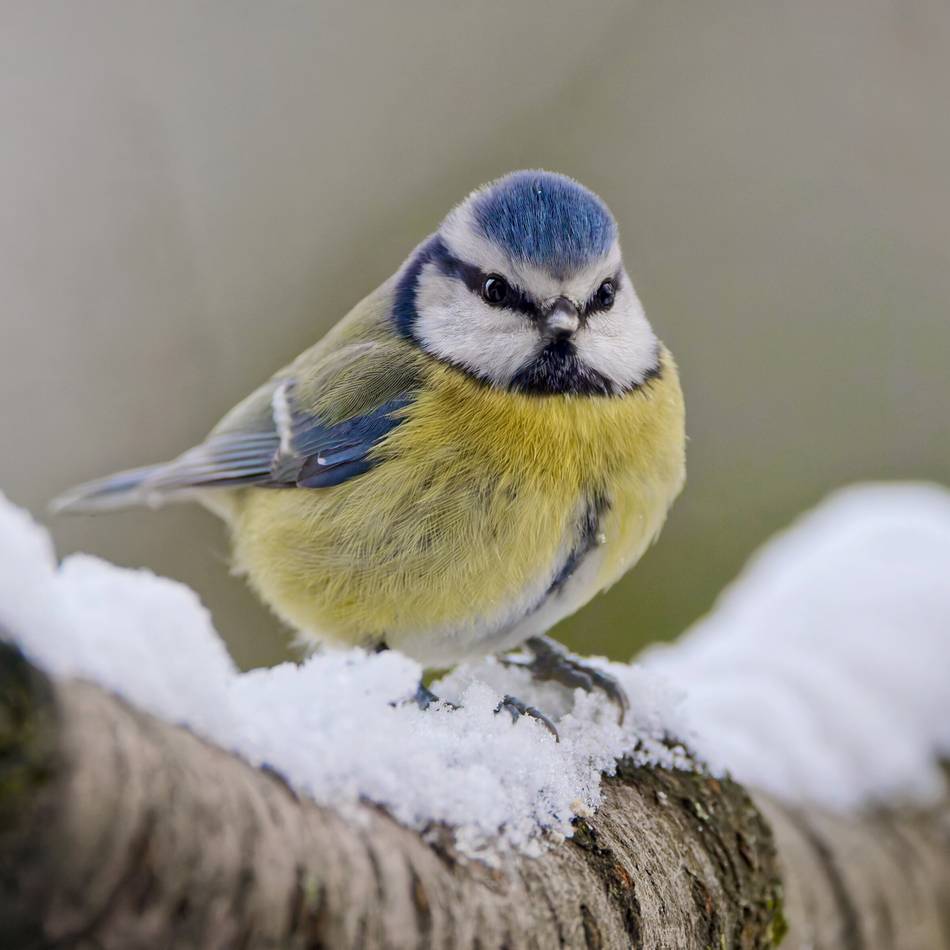 „Eiszeit“ in Leverkusen: So helfen Sie heimischen Vögeln im Garten bei der Futtersuche