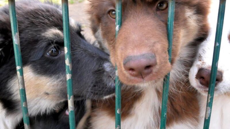 Pläne in Mönchengladbach: Das Tierheim soll ausgebaut werden – und dann umziehen