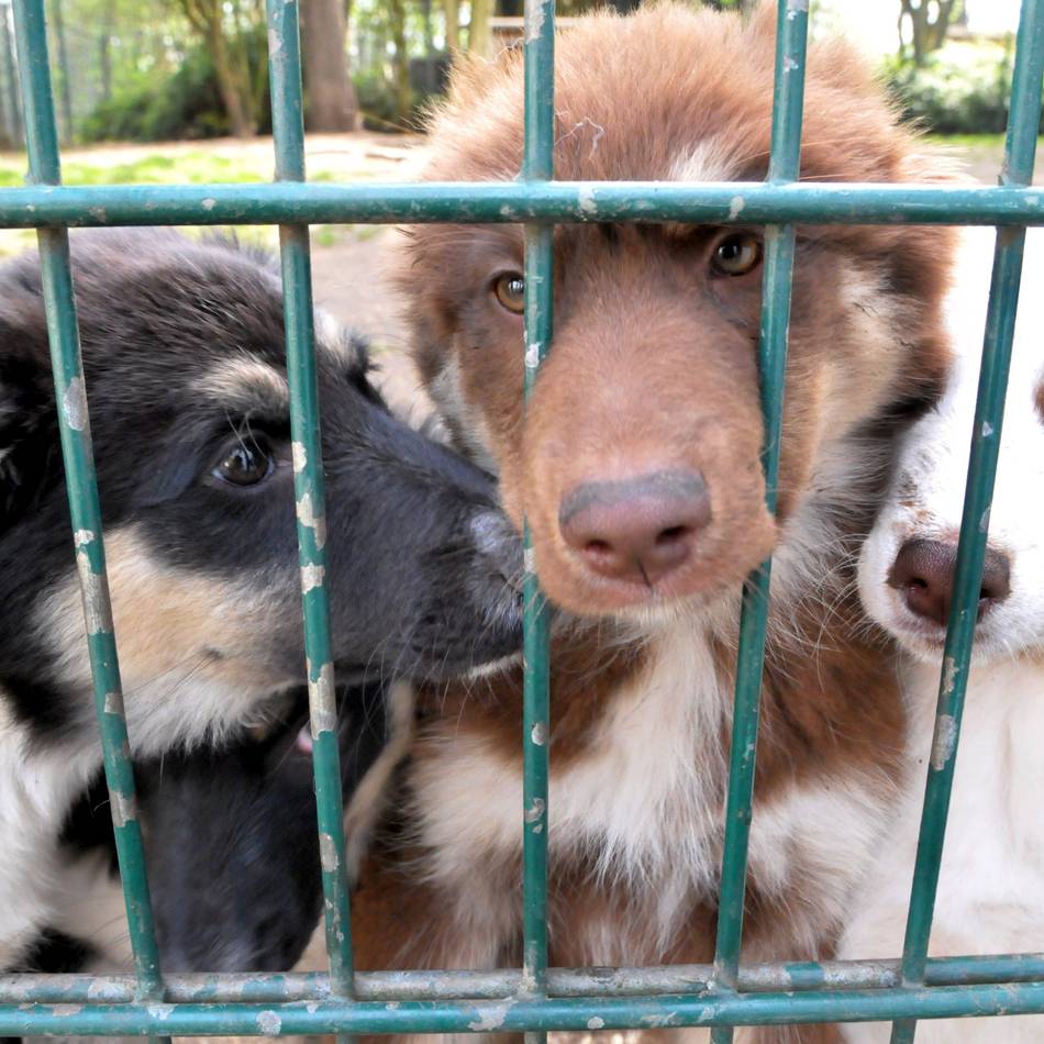 Pläne in Mönchengladbach: Das Tierheim soll ausgebaut werden – und dann umziehen
