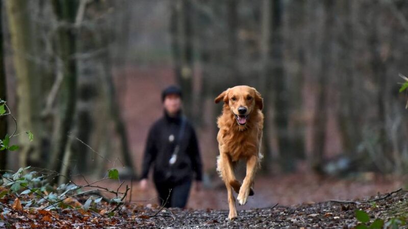 Hundesteuer-Prellern auf der Spur: Hundezählung in Kalkar „hat sich gelohnt“