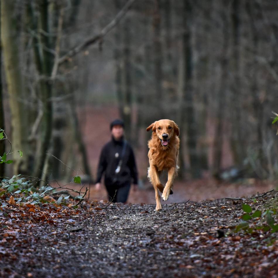 Hundesteuer-Prellern auf der Spur: Hundezählung in Kalkar „hat sich gelohnt“