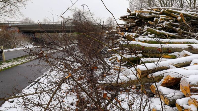 Waldstück an der Orsoyer Straße: Grüne kritisieren Abholzung in Rheinberg