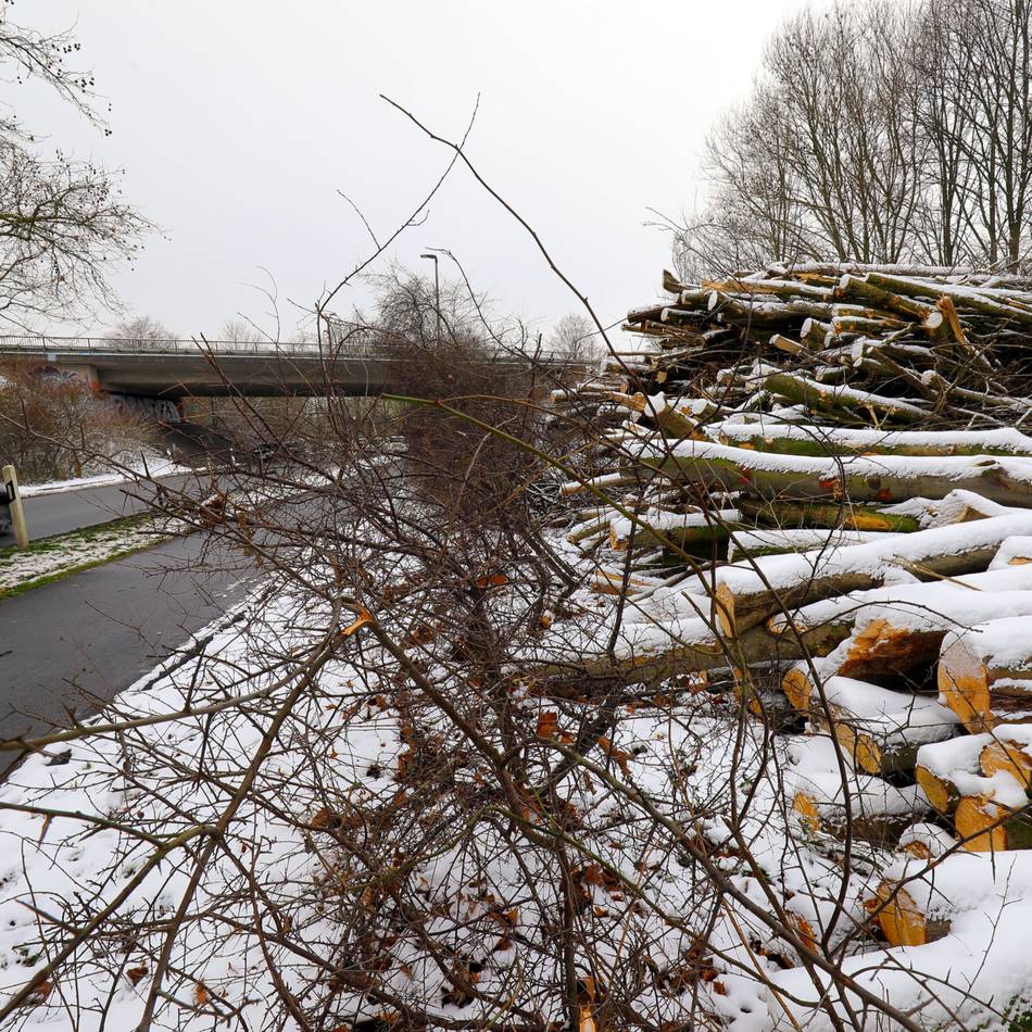 Waldstück an der Orsoyer Straße: Grüne kritisieren Abholzung in Rheinberg