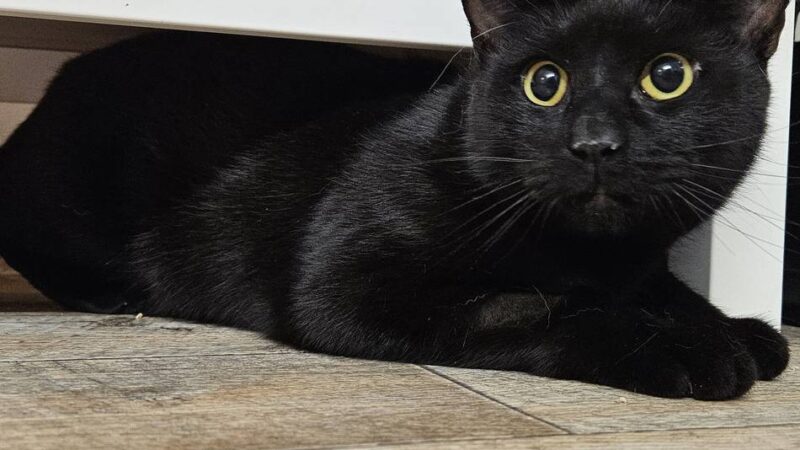 „Tier der Woche“ in Wermelskirchen: Neugieriger Tommy träumt von neuem Zuhause mit Ausblick