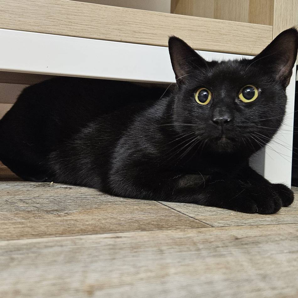 „Tier der Woche“ in Wermelskirchen: Neugieriger Tommy träumt von neuem Zuhause mit Ausblick