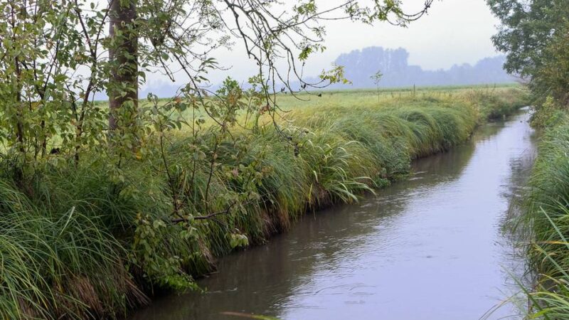 Zufluss der Erft im Rhein-Kreis Neuss: Der Gillbach führte nicht immer Wasser