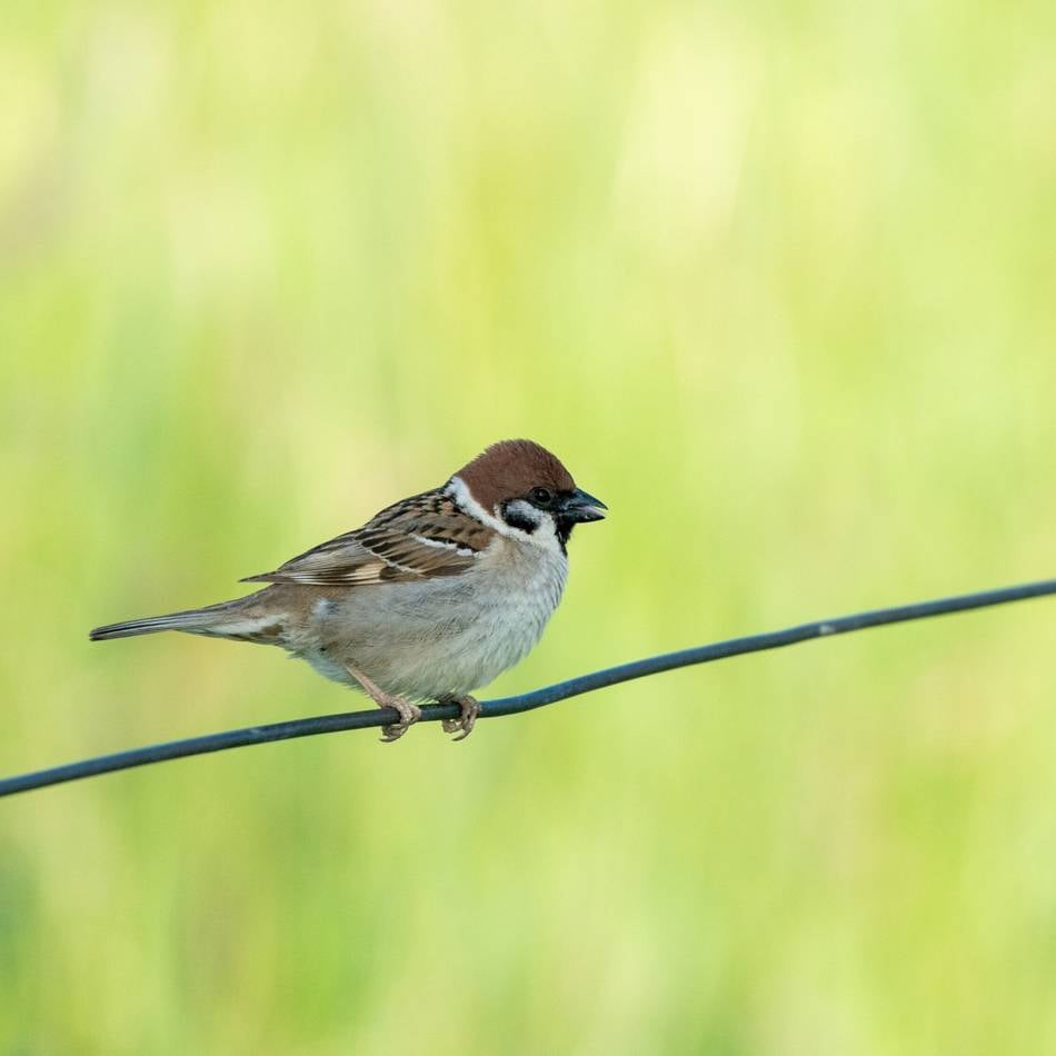 Nabu Willich unterstützt Aktion im Kreis Viersen: Auf der Suche nach dem Feldsperling