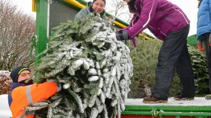 Lüttinger Landjugend sammelt Tannenbäume ein: Eine Aktion, die zusammenschweißt