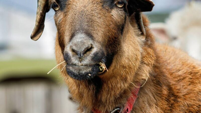 Jagdszenen in Krefeld: Ausgebüxtes Schaf hält Retter stundenlang in Atem