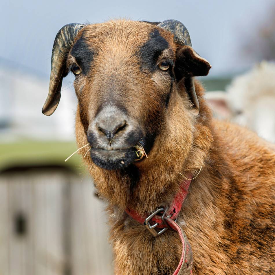 Jagdszenen in Krefeld: Ausgebüxtes Schaf hält Retter stundenlang in Atem