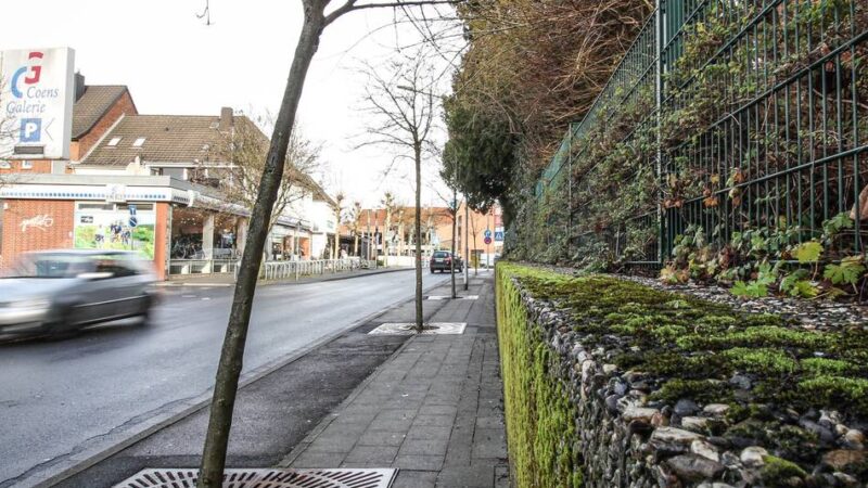 Viele Straßenbäume in schlechtem Zustand: Grevenbroicher Stadtbetriebe kündigen weitere Pflanzwelle an