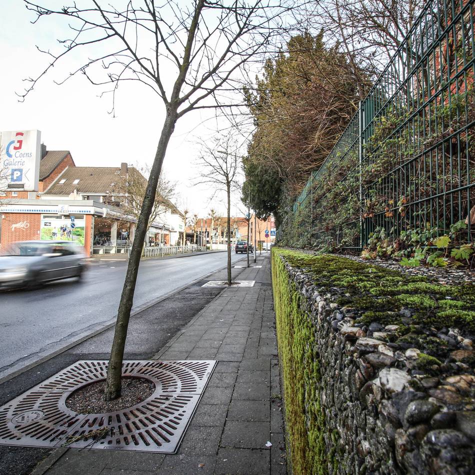 Viele Straßenbäume in schlechtem Zustand: Grevenbroicher Stadtbetriebe kündigen weitere Pflanzwelle an