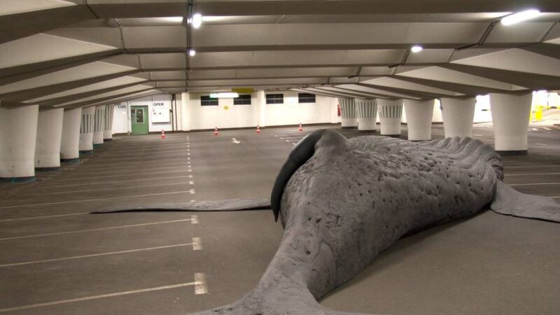 Überblick über Termine: Wal-Ausstellung im Xantener Dom wird von Programm begleitet