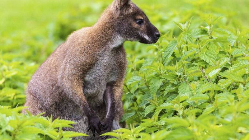 Wallaby in Grevenbroich: Besitzerin äußert sich zu Känguru-Haltung – „Ich wollte das Tier retten“