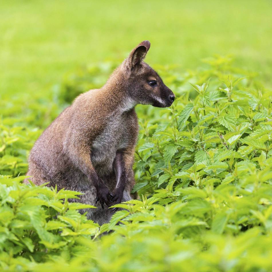 Wallaby in Grevenbroich: Besitzerin äußert sich zu Känguru-Haltung – „Ich wollte das Tier retten“