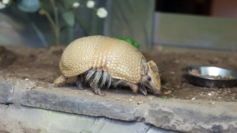 Neue Gürteltieranlage im Tiergarten Odenkirchen: „Bolle“ erkundet bereits sein neues Zuhause