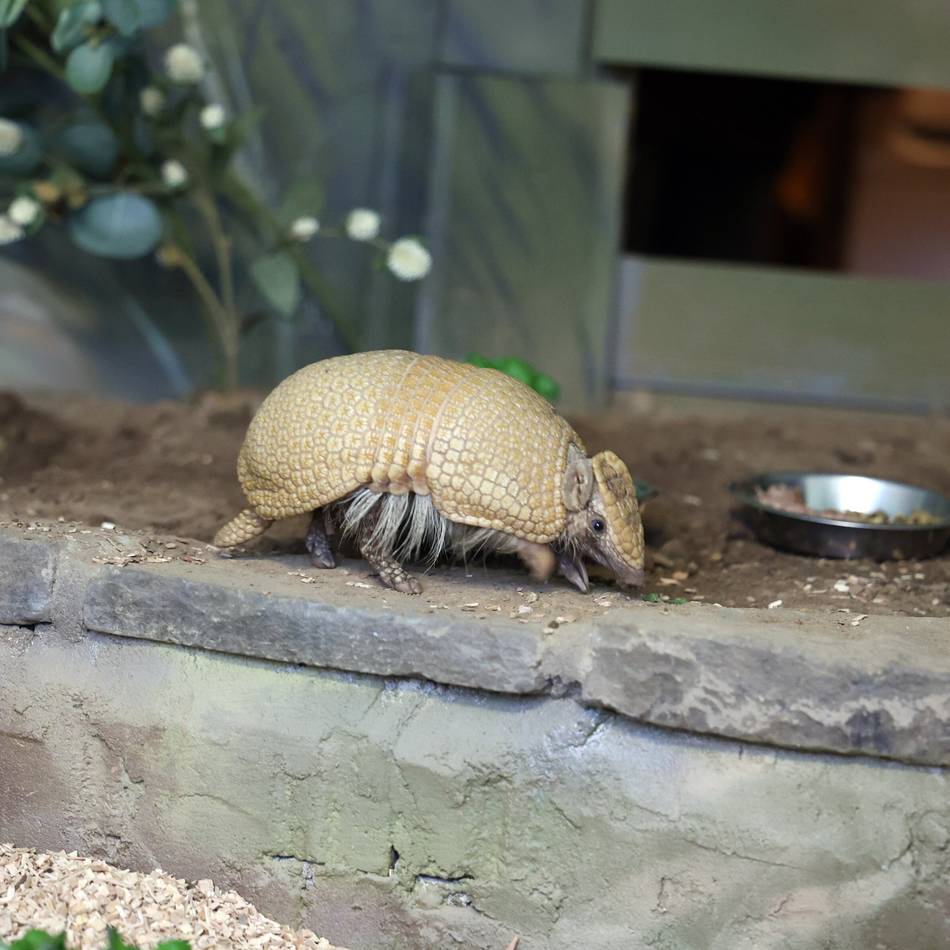 Neue Gürteltieranlage im Tiergarten Odenkirchen: „Bolle“ erkundet bereits sein neues Zuhause
