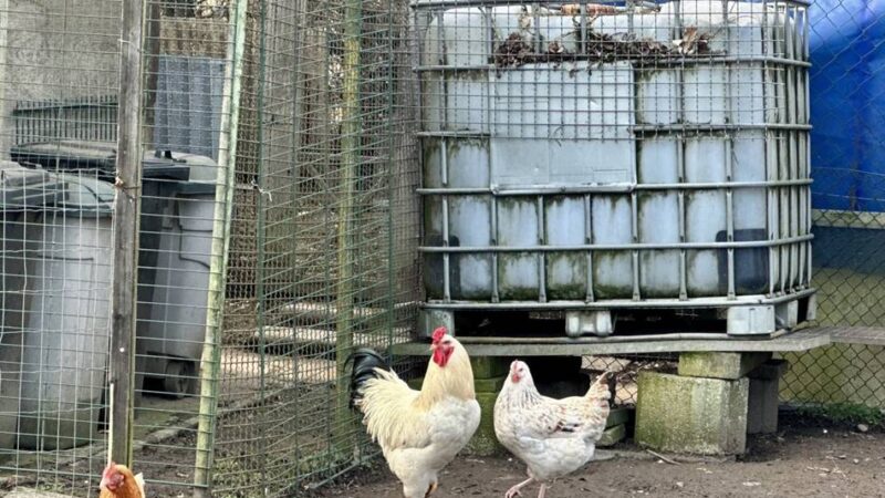 Nach Vogelgrippe-Ausbruch: Stallpflicht stellt Geflügelhalter vor Schwierigkeiten