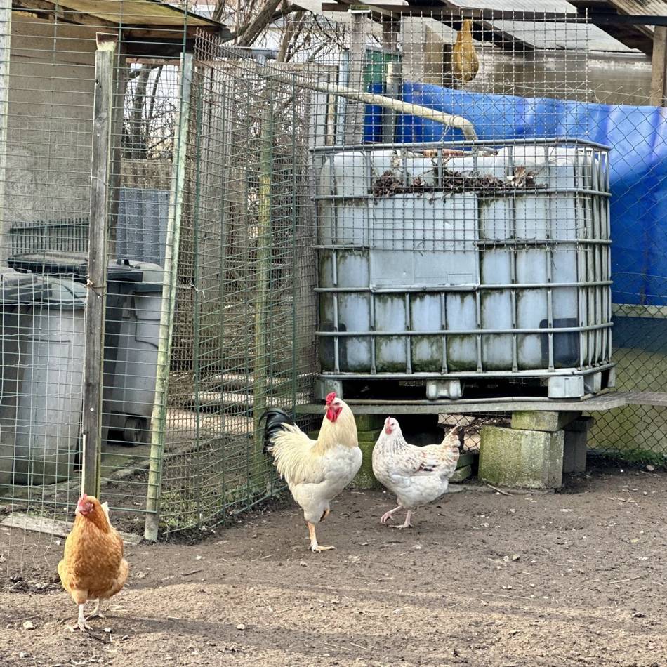 Nach Vogelgrippe-Ausbruch: Stallpflicht stellt Geflügelhalter vor Schwierigkeiten