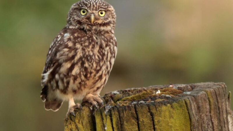 Nabu in Moers/Neukirchen-Vluyn: Tatkräftige Hilfe wird dringend gesucht