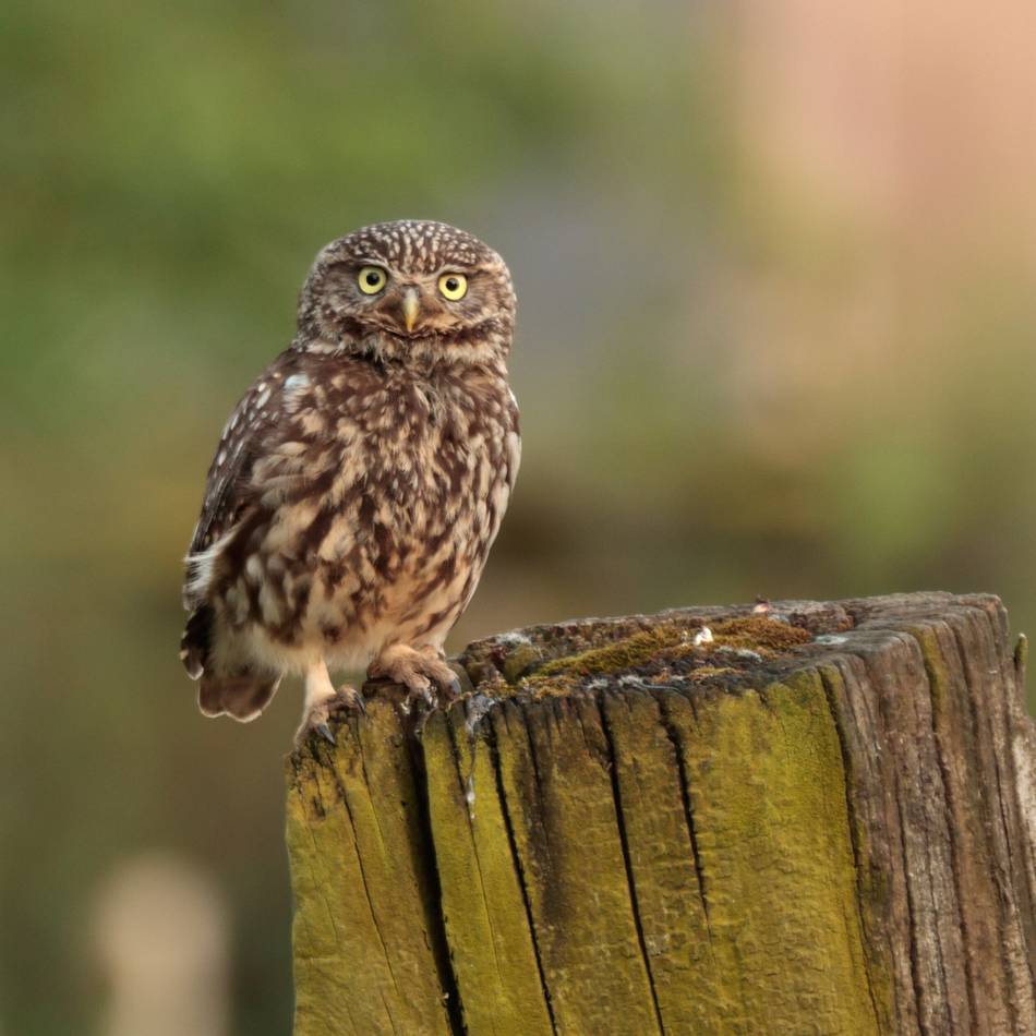 Nabu in Moers/Neukirchen-Vluyn: Tatkräftige Hilfe wird dringend gesucht