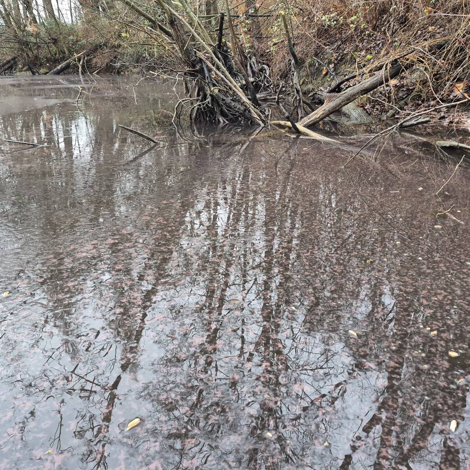 Stadt Düsseldorf warnt: Giftige Alge im Menzelsee