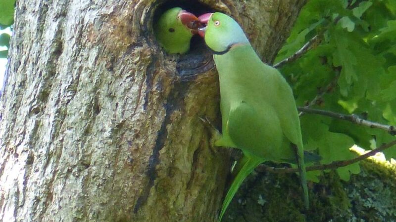 Halsbandsittiche in NRW: Papageien breiten sich von Krefeld ins Ruhrgebiet aus