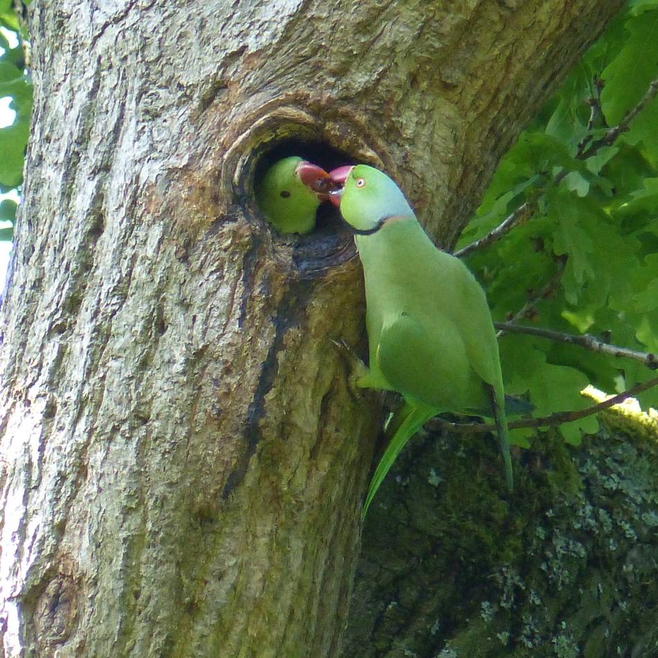 Halsbandsittiche in NRW: Papageien breiten sich von Krefeld ins Ruhrgebiet aus