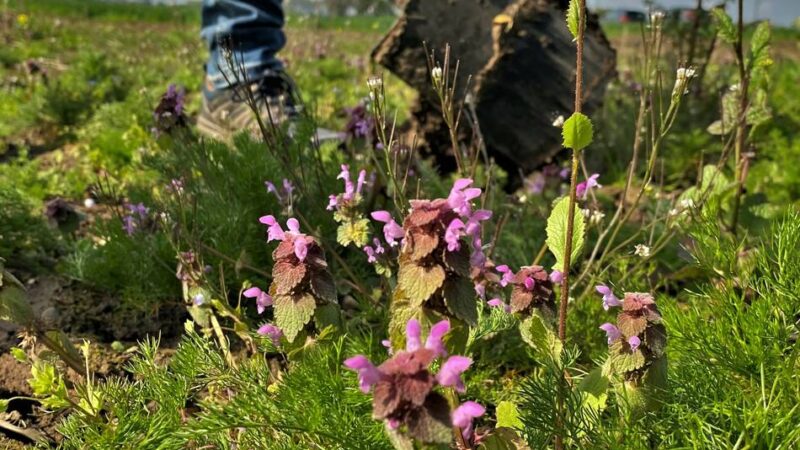 Umwelt in Meerbusch: Anmeldung für die „Offene Gartenpforte 2026“