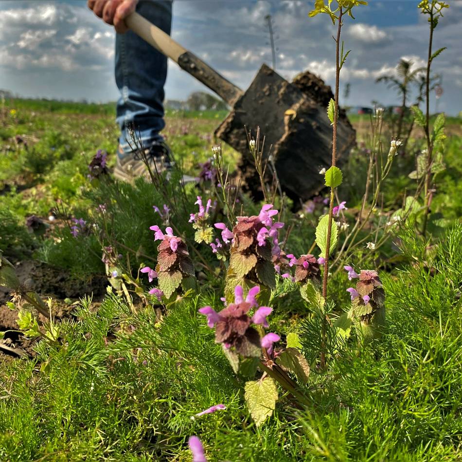 Umwelt in Meerbusch: Anmeldung für die „Offene Gartenpforte 2026“