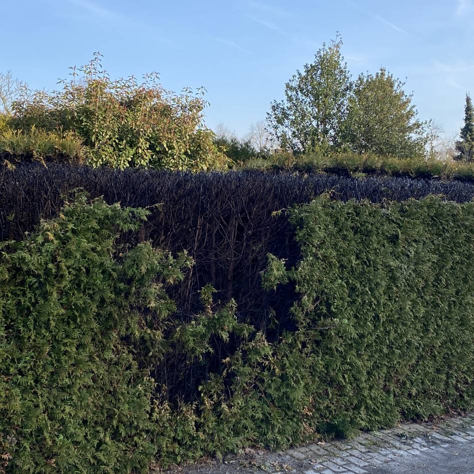 Polizei sucht Zeugen: Unbekannte setzen Hecke in Veert in Brand
