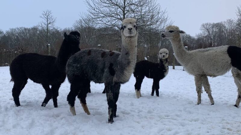 Tierpark ist eingeschneit: So erleben die Tiere in Weeze den Schnee
