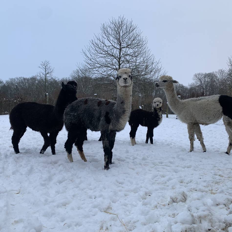 Tierpark ist eingeschneit: So erleben die Tiere in Weeze den Schnee